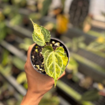 Anthurium Muchlis Hybrid