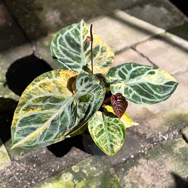 Anthurium Silver Chrome x Red Tiger Variegated