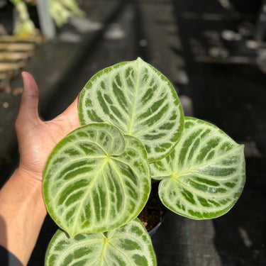 Anthurium Dorayaki White Variegated