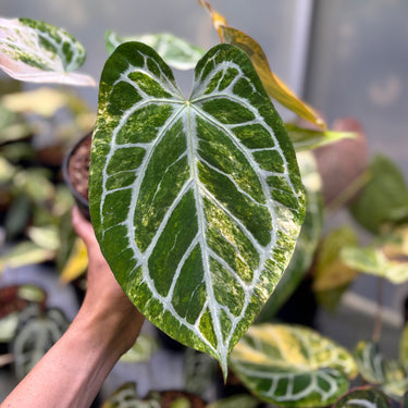Anthurium Hellboy x Muchlis Rc Variegated
