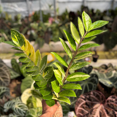 Zamioculcas Zamiifolia Variegated ( Zz Plant ) - 1 Stem