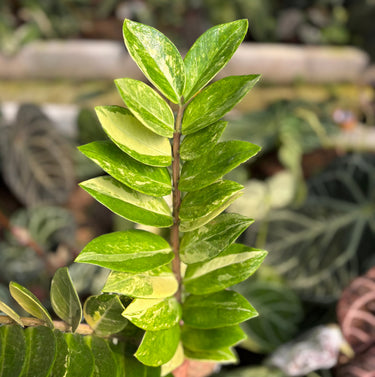 Zamioculcas Zamiifolia Variegated ( Zz Plant ) - 1 Stem
