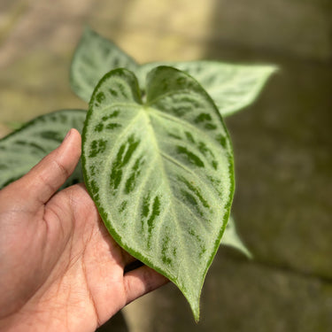 Anthurium Silver Chrome x Red Tiger Variegated