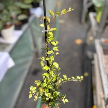 Hoya Lacunosa “Var-Tricolor” Bruno