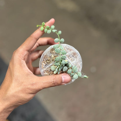 Hoya Dischidia Nummularia Variegated