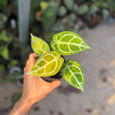 Anthurium Silver Chrome x Red Tiger Variegated
