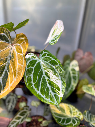 Anthurium Hellboy x Muchlis Rc Variegated