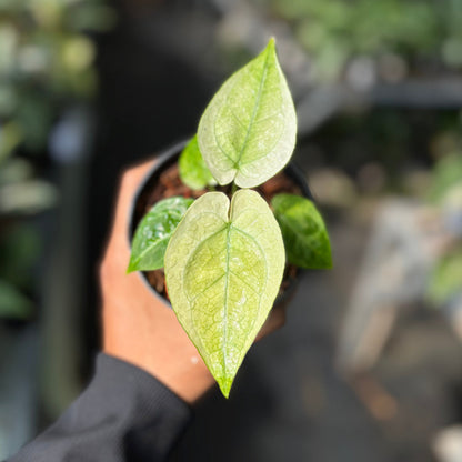 Anthurium Silver Blush White Mint Variegated - Seedling