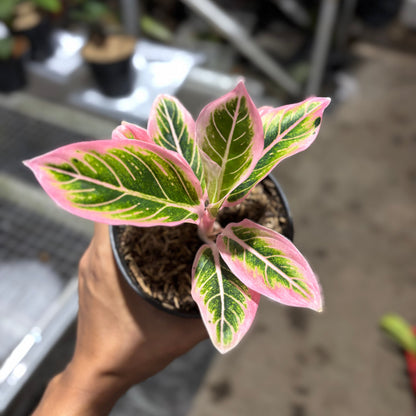 Aglaonema Lotus