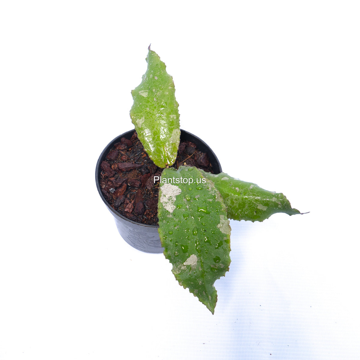 Hoya Undulata Splash