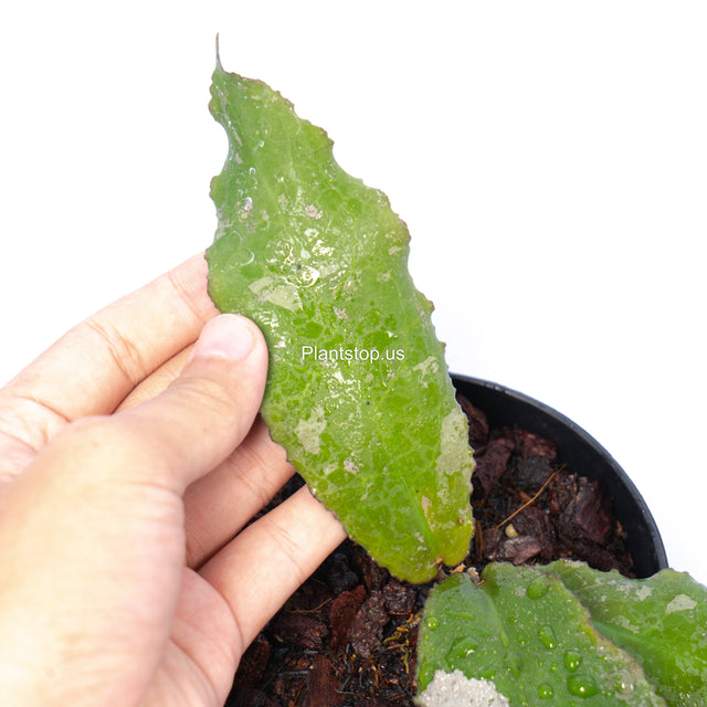 Hoya Undulata Splash