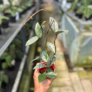 Hoya Verticillata Black Margin