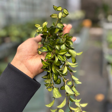 Hoya Lacunosa “Var-Tricolor” Bruno