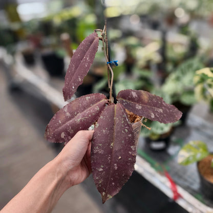Hoya Undulata Red Sp Borneo