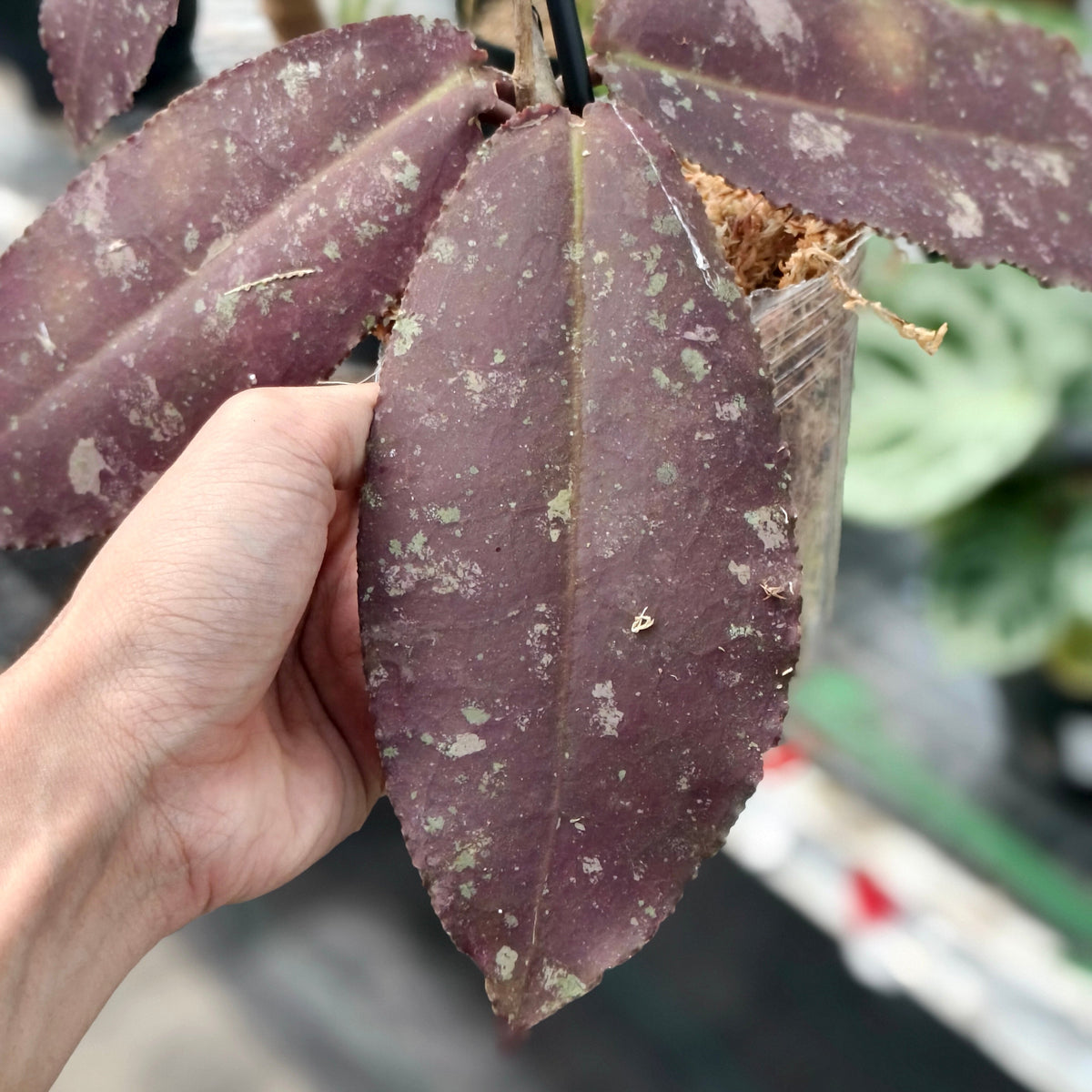 Hoya Undulata Red Sp Borneo