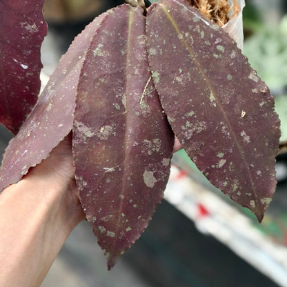 Hoya Undulata Red Sp Borneo