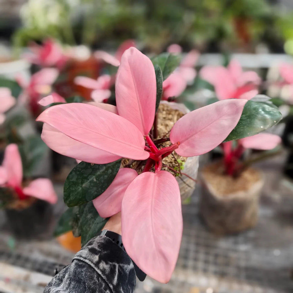Philodendron Pink Congo