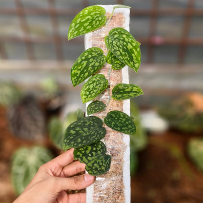 Scindapsus Snake scale