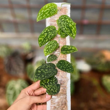 Scindapsus Snake scale