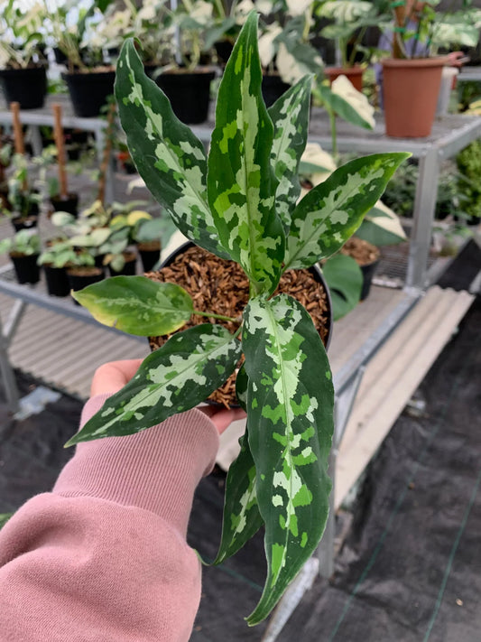 Aglaonema Pictum Narrow