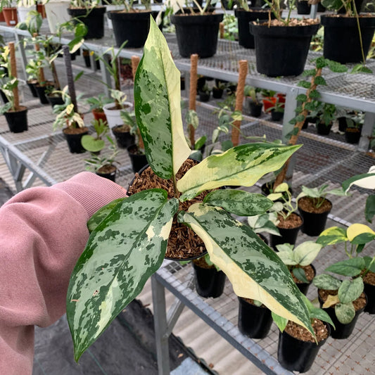 Aglaonema Comutatum Variegated