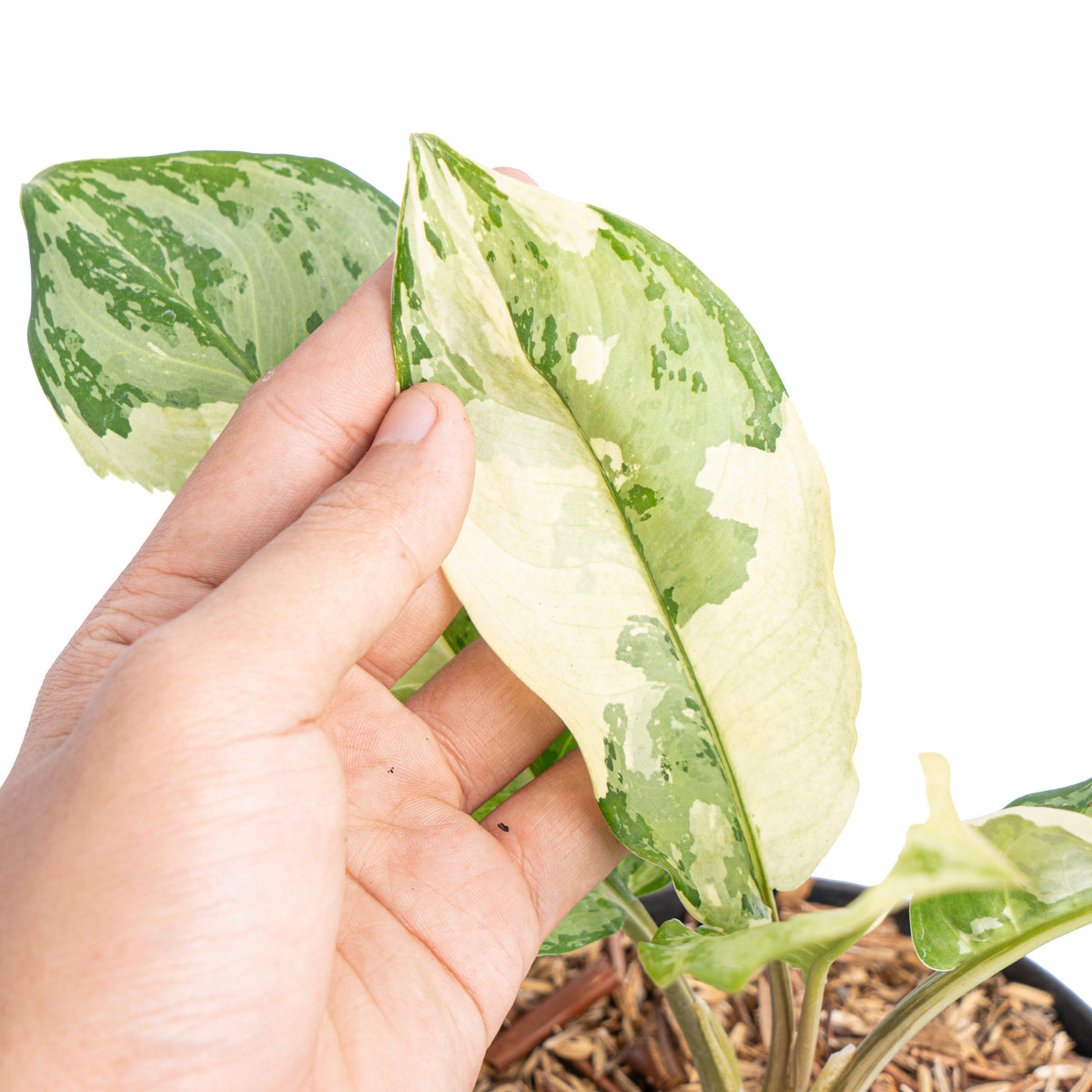 Aglaonema comutatum variegated