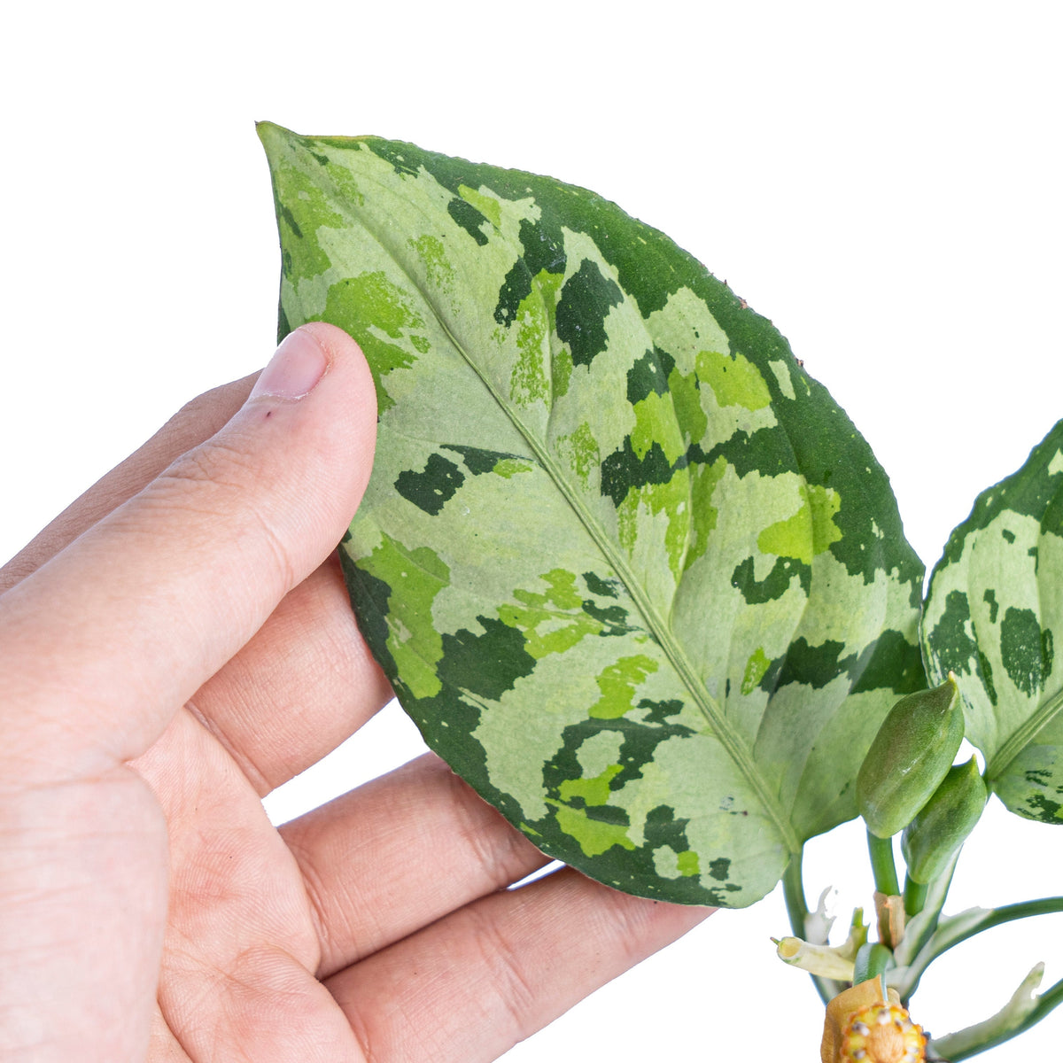 Aglaonema pictum tricolor cream