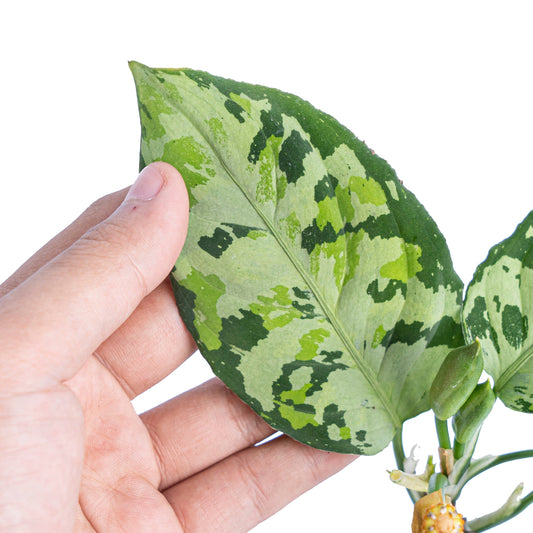 Aglaonema pictum tricolor cream