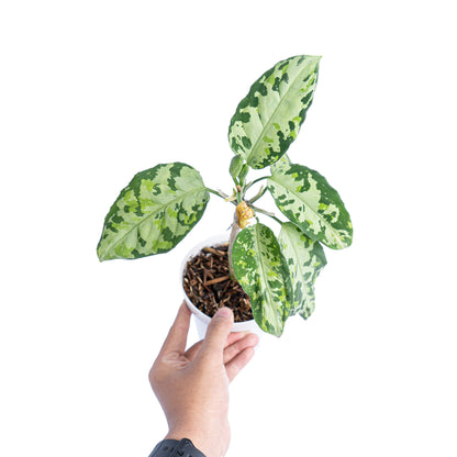 Aglaonema pictum tricolor cream