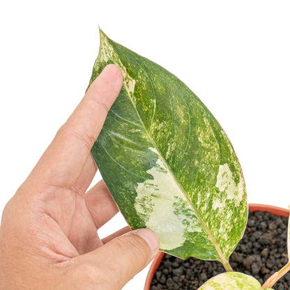 Aglaonema siam jade variegated