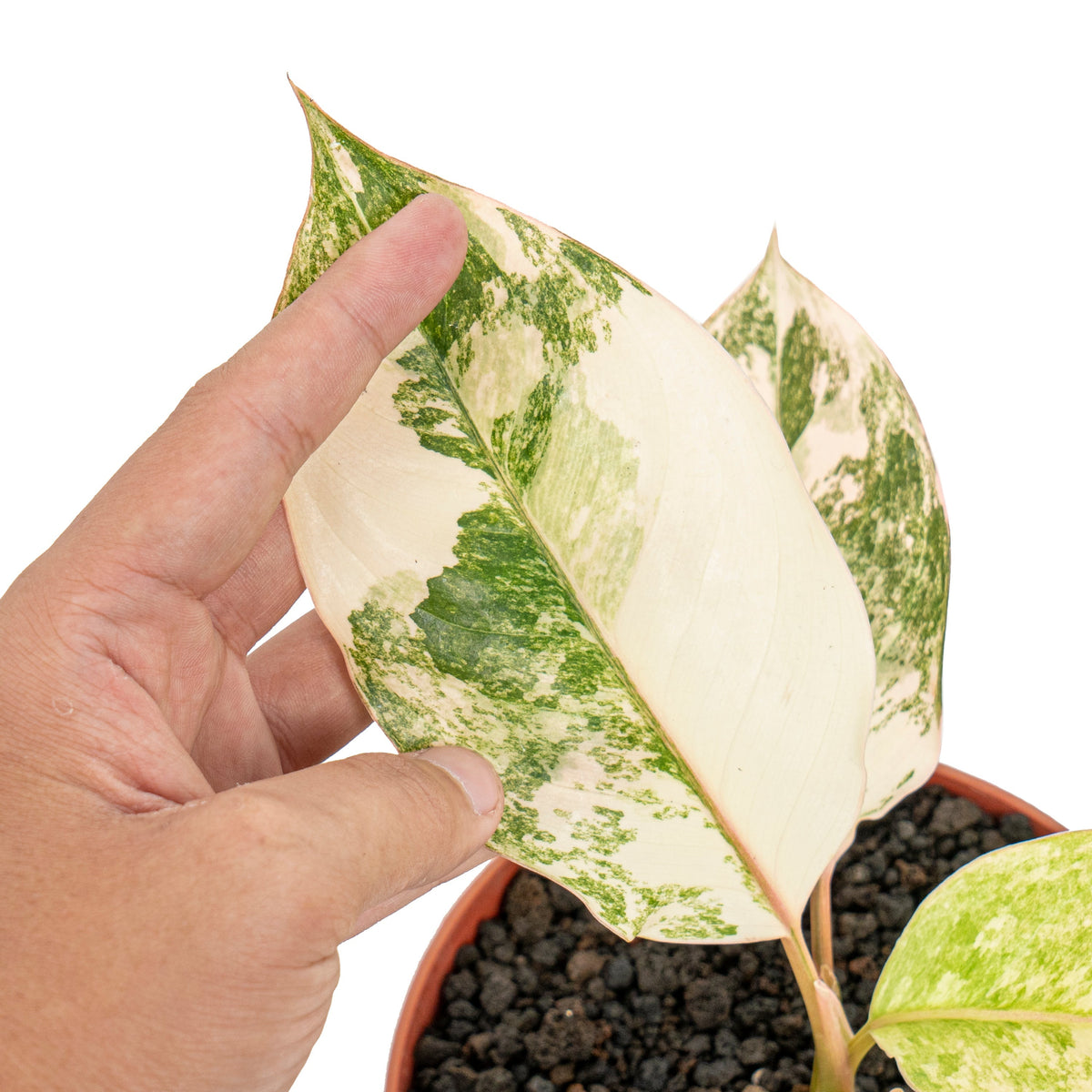 Aglaonema siam jade variegated