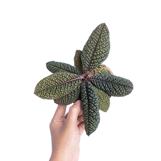Cosmianthemum black Sp West Borneo