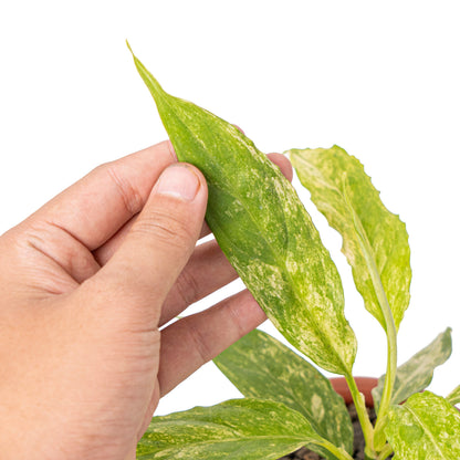 Aglaonema simplex variegated