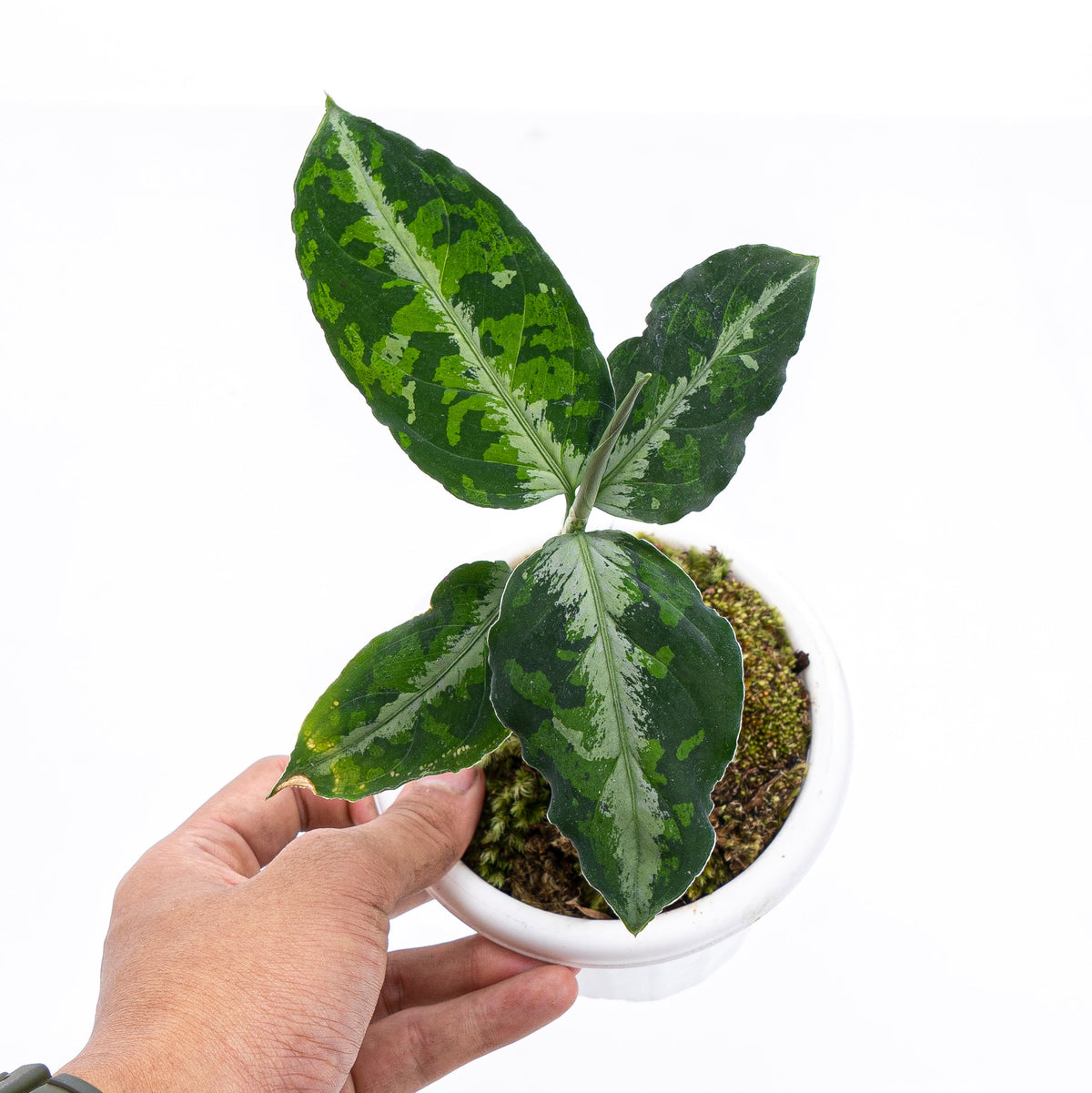 Aglaonema Pictum Tricolor
