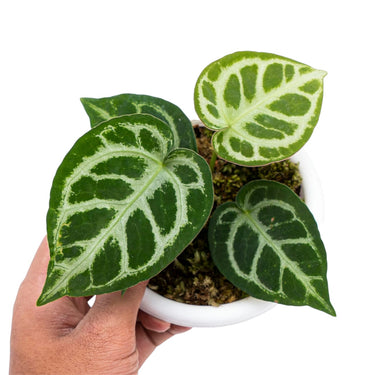Anthurium Chocolate x Red Crystallinum