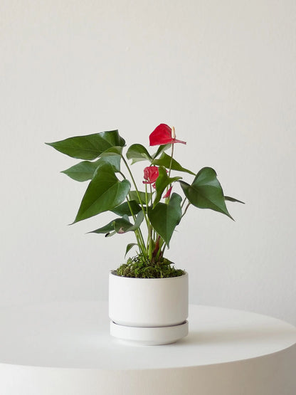 Anthurium - King of Hearts