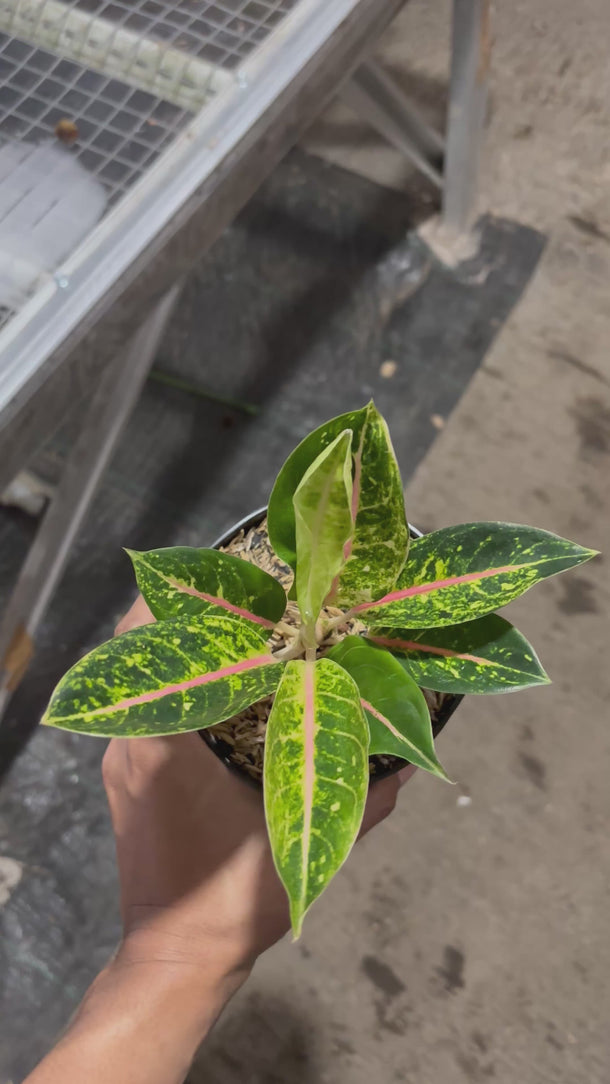 Aglaonema Donacarmen Santi