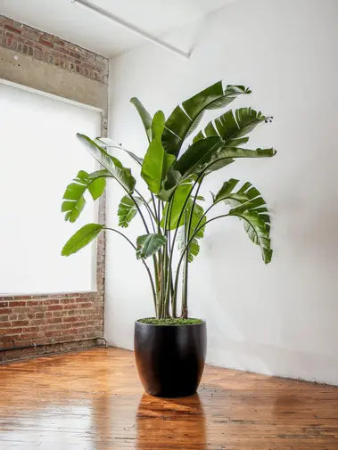 Bird of Paradise