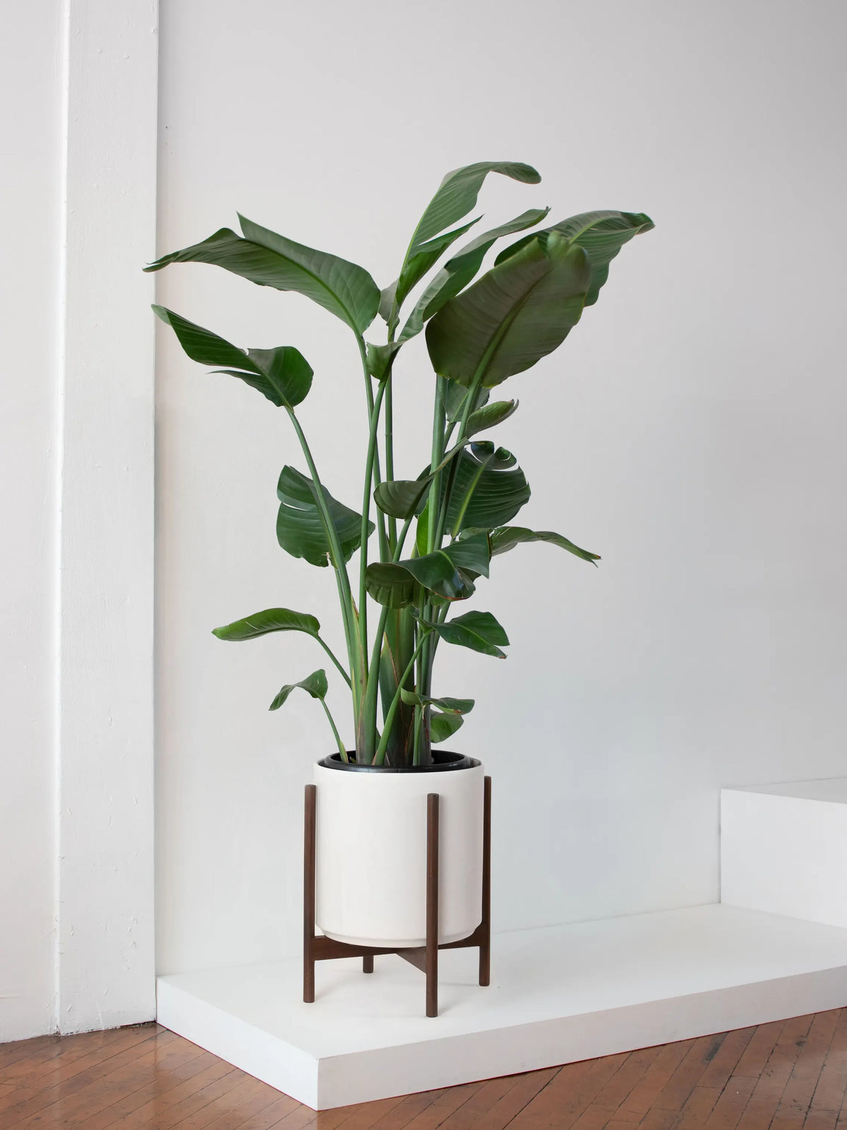 Bird of Paradise 6 ft tall Extra Large Mid-Century