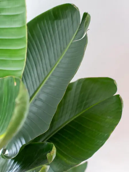 Bird of Paradise