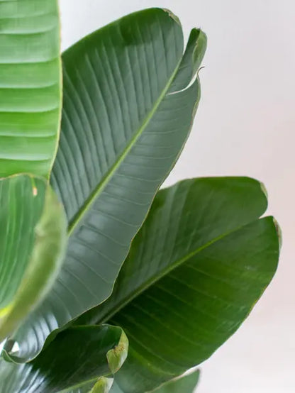 Bird of Paradise