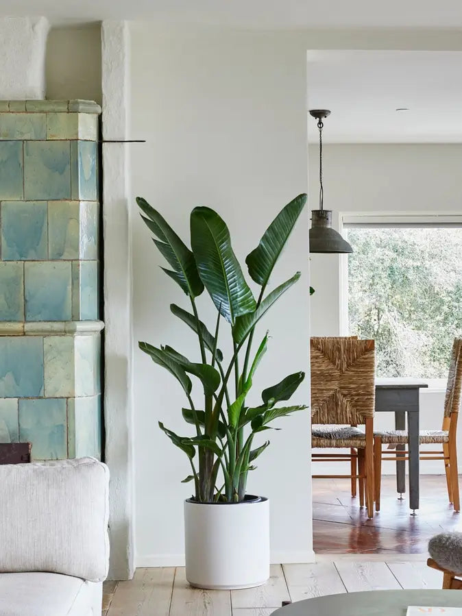 Bird of Paradise 6 ft tall Extra Large Mid-Century