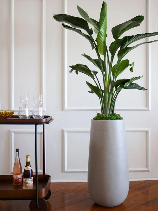 Bird of Paradise 4 ½ - 5 ½ ft tall Large Flute