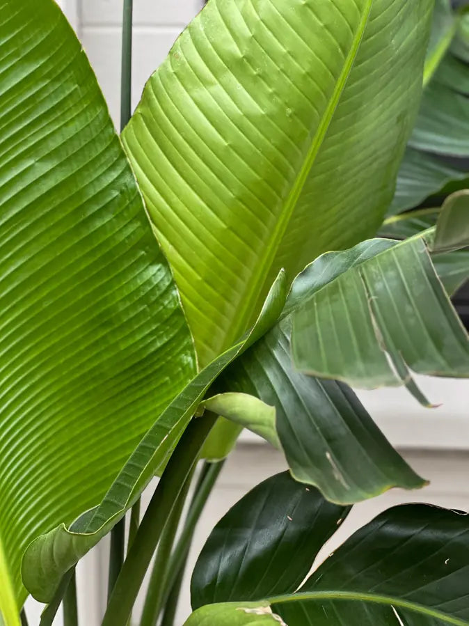 Bird of Paradise 6 ft tall Extra Large Mediterra