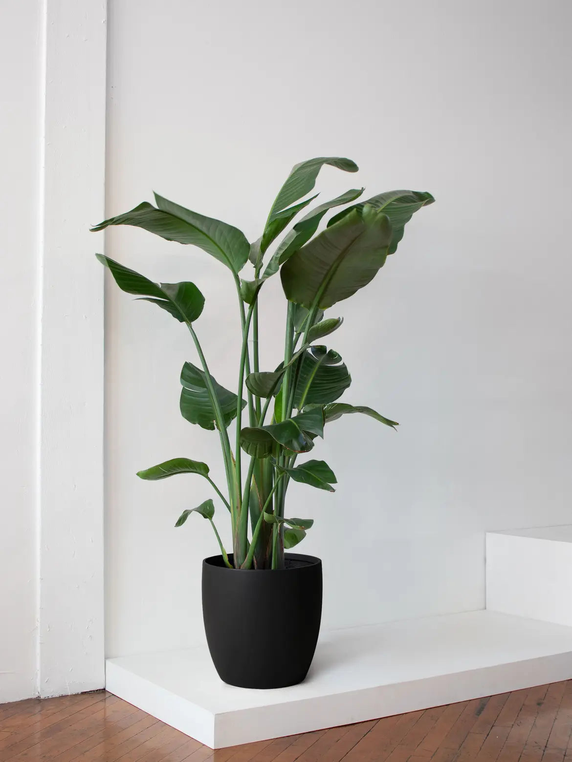 Bird of Paradise 6 ft tall Extra Large Mediterra