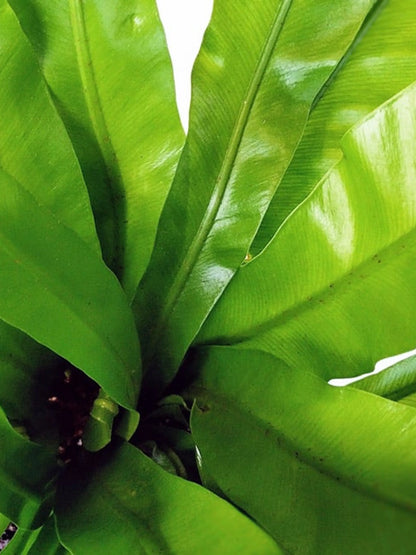 Bird's Nest Fern