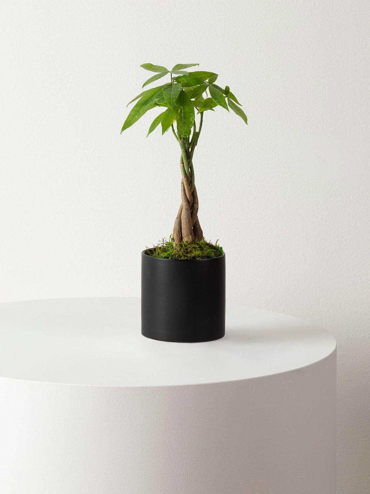 Braided Money Tree 1 ft tall Small Mid-Century Ceramic