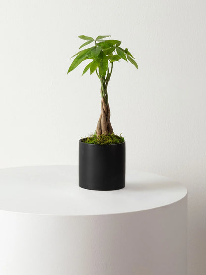 Braided Money Tree 1 ft tall Small Mid-Century Ceramic