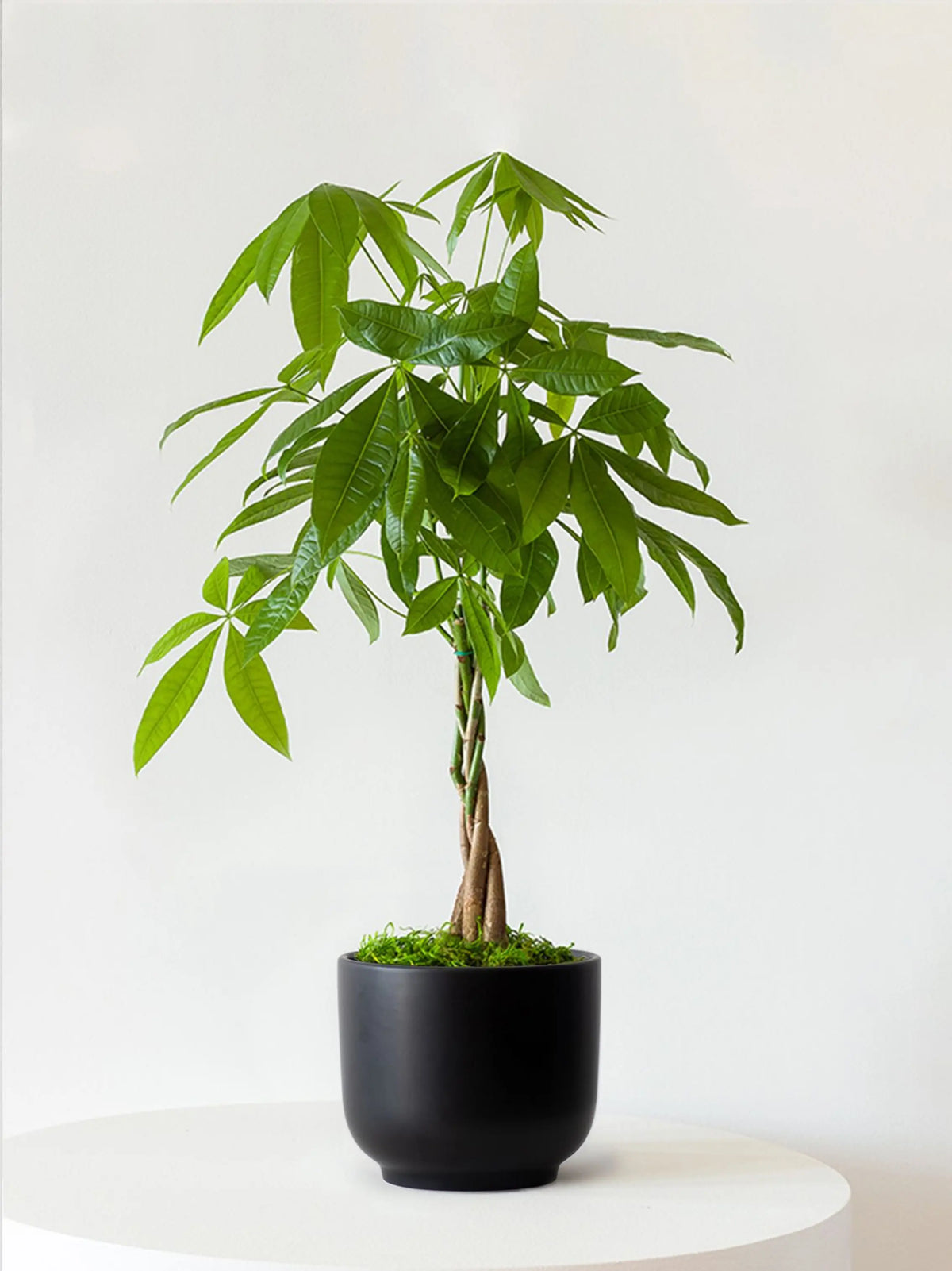 Braided Money Tree 1 ½ ft tall Medium Nouvelle Ceramic