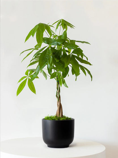 Braided Money Tree 1 ½ ft tall Medium Nouvelle Ceramic